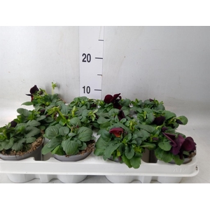 Viola wr. 'Matrix Red Blotch'