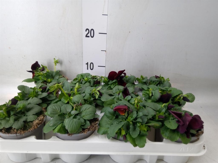 <h4>Viola wr. 'Matrix Red Blotch'</h4>