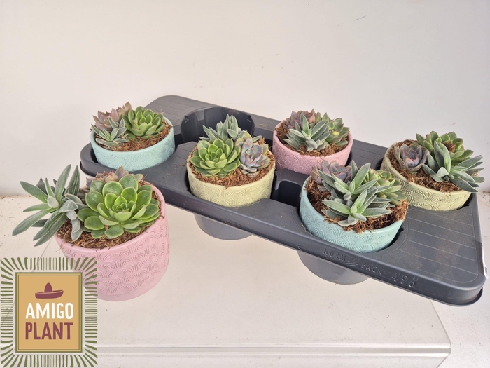 <h4>SUCC GEM 3 SRT</h4>