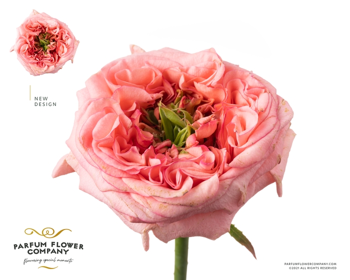 <h4>Rosa Garden New Design</h4>