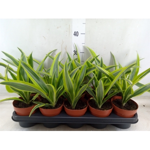 Dracaena fr de 'LemonLime'