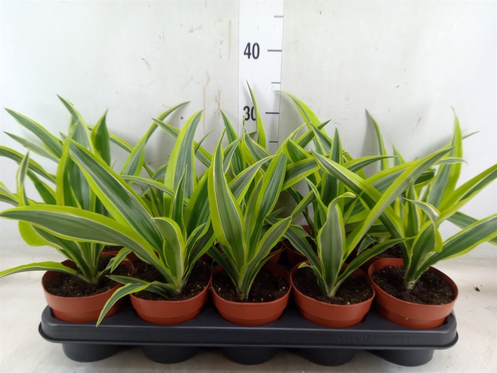 <h4>Dracaena fr de 'LemonLime'</h4>