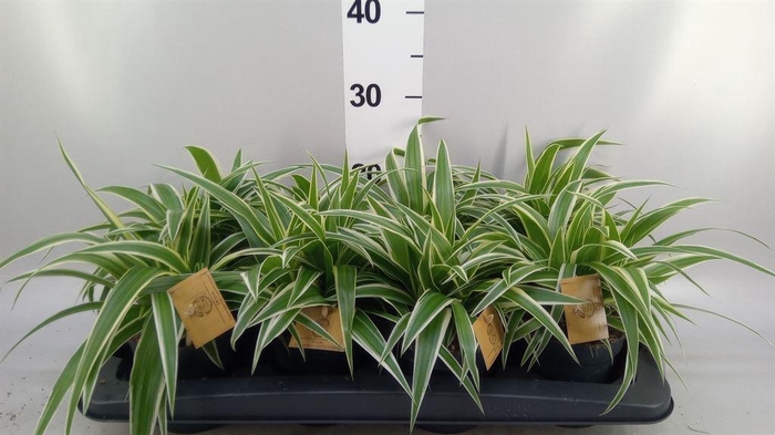 <h4>Chlorophytum com. 'Ocean'</h4>