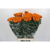 Tagetes Marigold Promise Orange