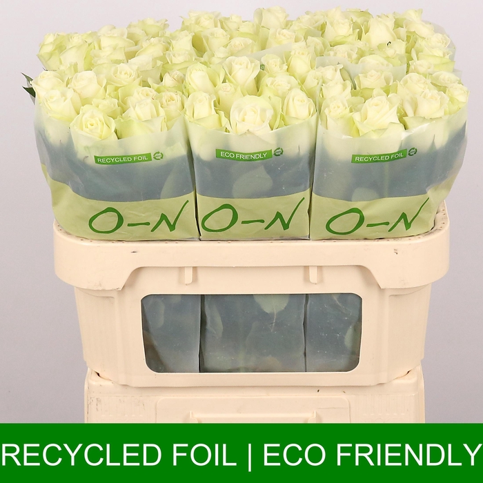 <h4>R GR SNOWSTORM+</h4>