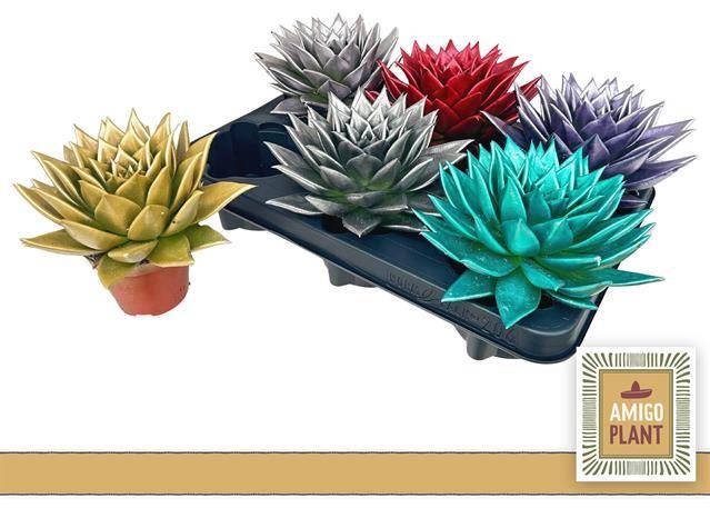 <h4>Echeveria agavoides Ebony</h4>