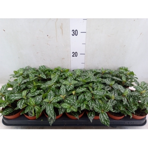 Pilea cadierei