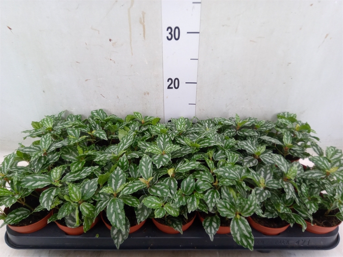 <h4>Pilea cadierei</h4>