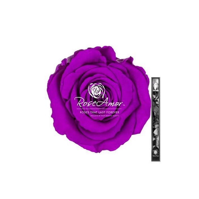 <h4>60cm Stem Pur02</h4>