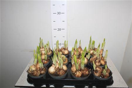 <h4>Narcis C Tete A Tete</h4>