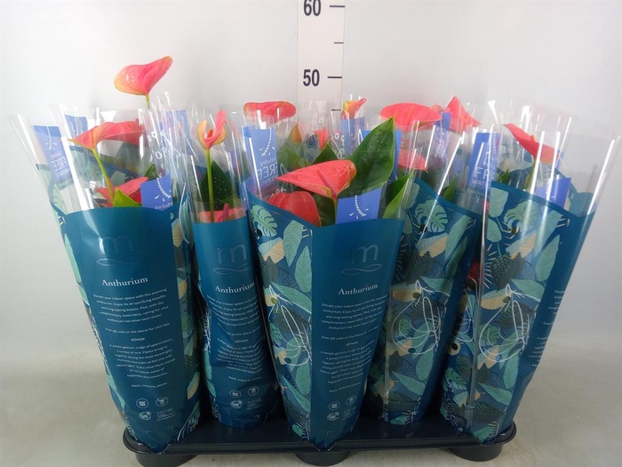 <h4>Anthurium 'Karma Pink'</h4>