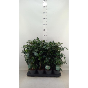 Ficus benja. 'Danielle'