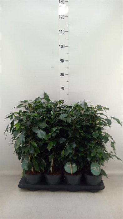 <h4>Ficus benja. 'Danielle'</h4>