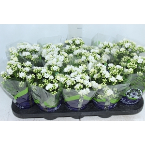 KALANCHOE DOBRADO P11 BRANCO