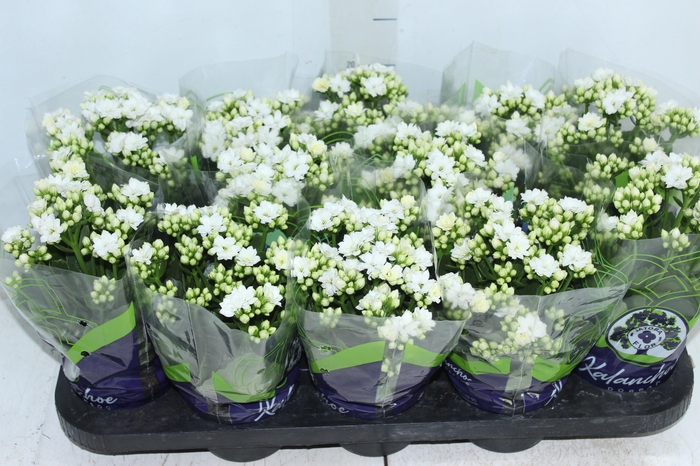 <h4>KALANCHOE DOBRADO P11 BRANCO</h4>