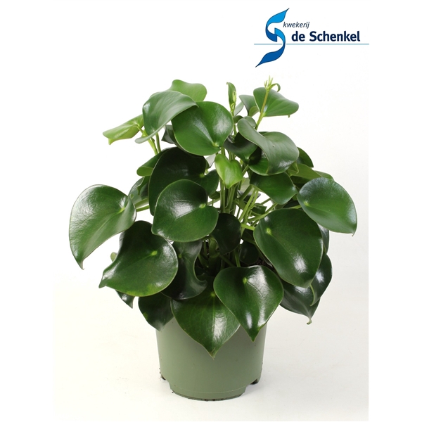 <h4>Peperomia polybotrya Raindrop'</h4>