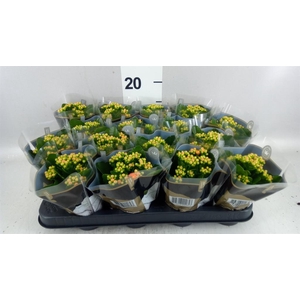 Kalanchoe blos. 'RosDon Pedro'