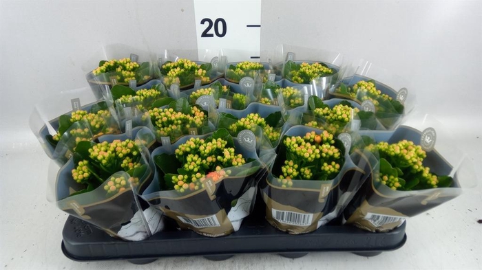 <h4>Kalanchoe blos. 'RosDon Pedro'</h4>