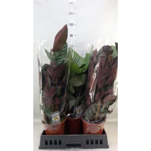 Calathea   ...mix 4
