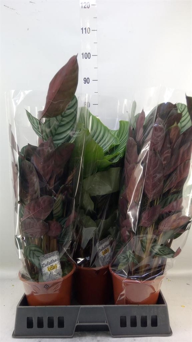 <h4>Calathea   ...mix 4</h4>
