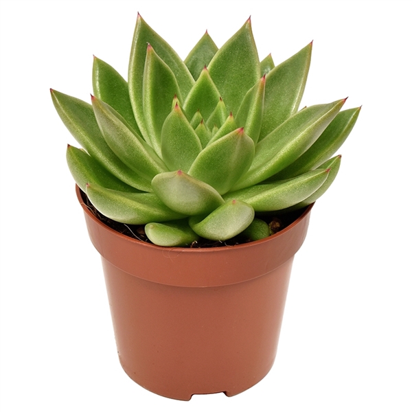 <h4>Echeveria Miranda</h4>