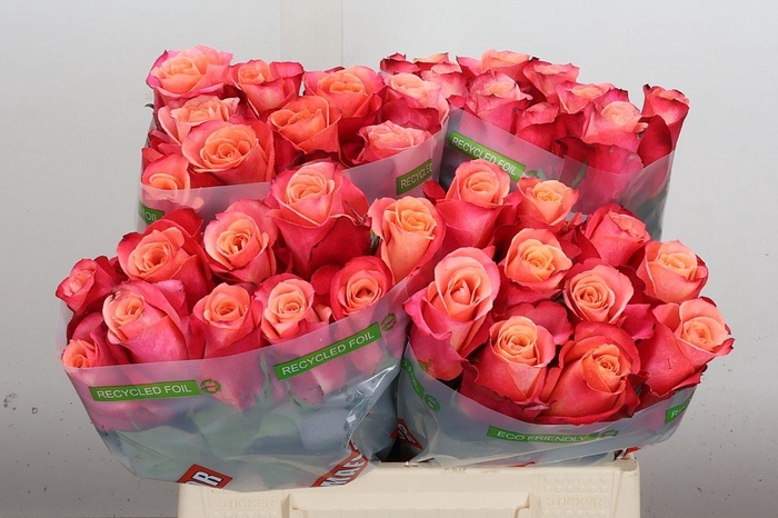 <h4>R Gr Helene</h4>