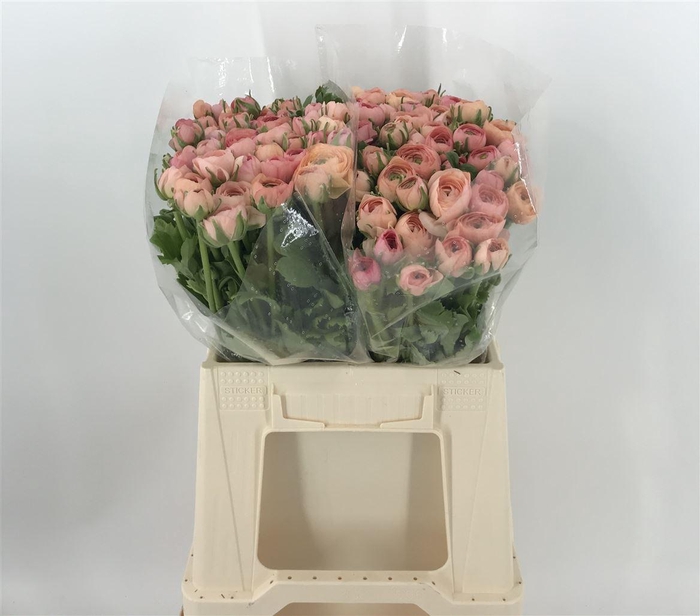 <h4>RAN ELEG SUP SALMON</h4>