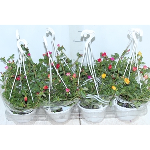 PORTULACA C13