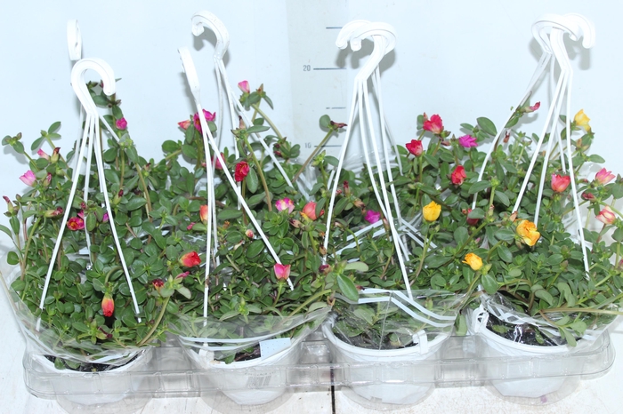 <h4>PORTULACA C13</h4>