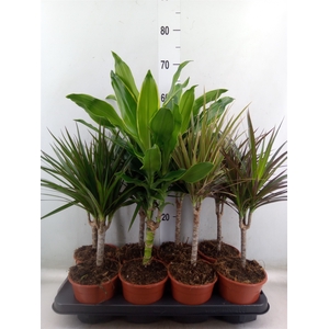 Planten Groen   ...mix  4