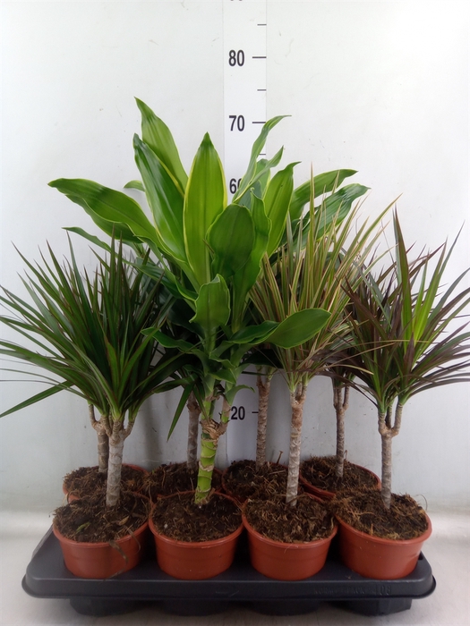 <h4>Planten Groen   ...mix  4</h4>