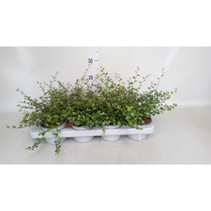 Muehlenbeckia com. 'Mao'ri'