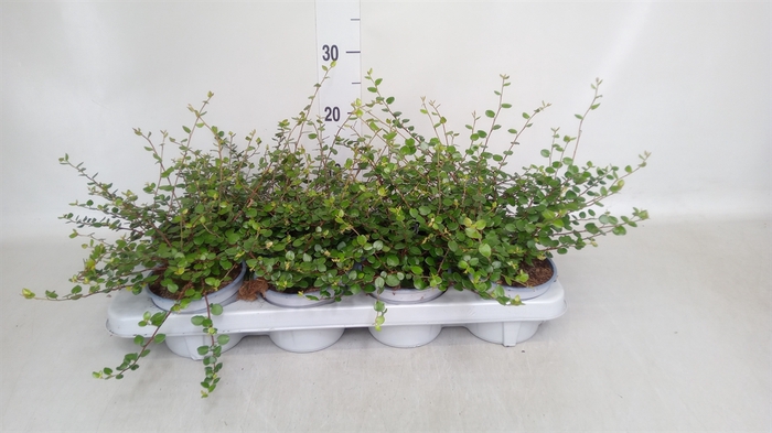 <h4>Muehlenbeckia com. 'Mao'ri'</h4>