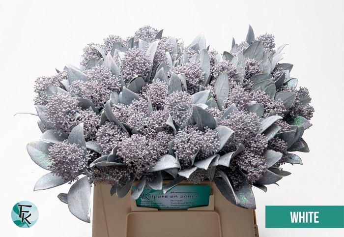 <h4>SKIM OV BS KLB H%</h4>