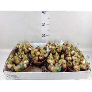 Narcissus  'Tete a tete'