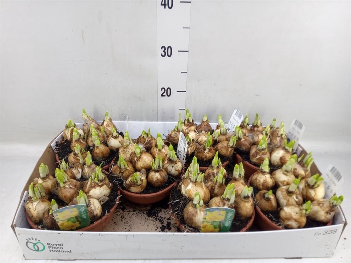 <h4>Narcissus 'Tete a tete'</h4>