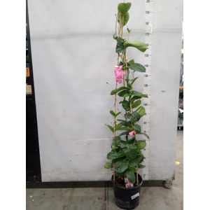 Mandevilla  'Alice du Pont'