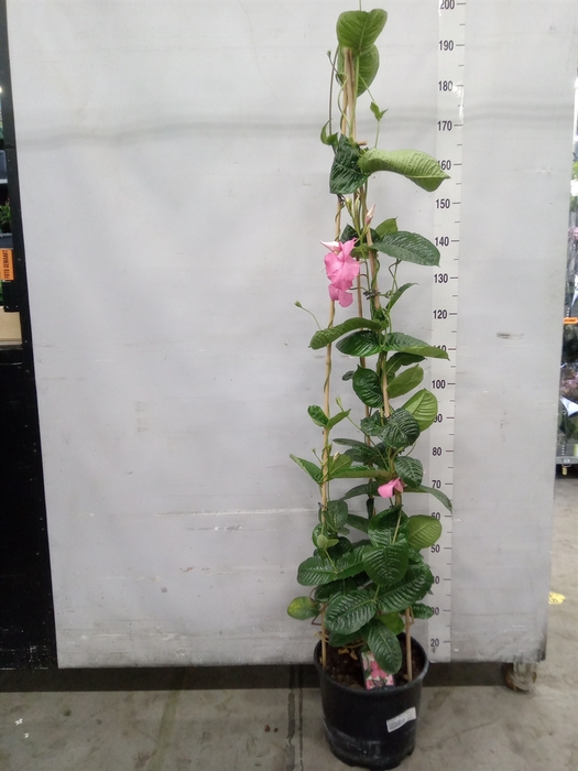 <h4>Mandevilla  'Alice du Pont'</h4>