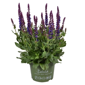 Salvia Compact Blauw
