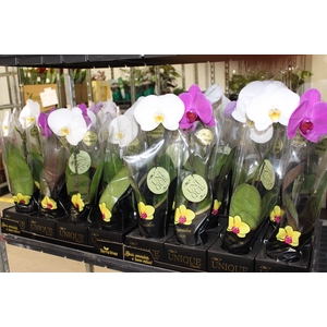 PHALAENOPSIS UNIQUE VARIADO P09