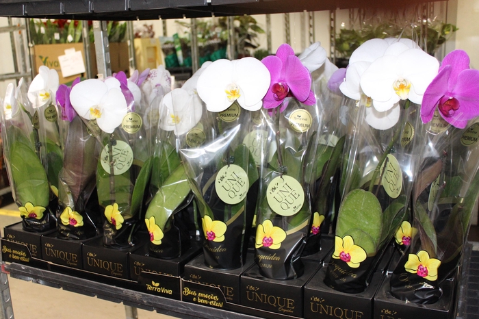 <h4>PHALAENOPSIS UNIQUE VARIADO P09</h4>