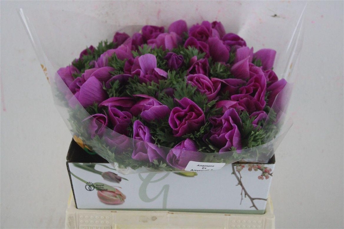 <h4>Anem Mistral Super Orchid</h4>