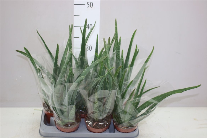 <h4>Aloe Vera</h4>