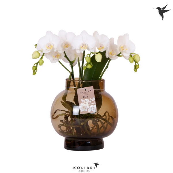 <h4>Kolibri Orchids Phalaenopsis Roots white in glas bowl brown</h4>