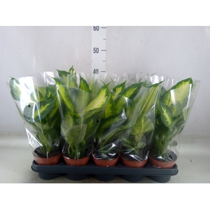 Dieffenbachia  'Camilla'