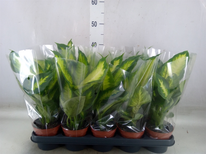 <h4>Dieffenbachia  'Camilla'</h4>