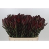 Leucadendron Saf Sunset Dark R.