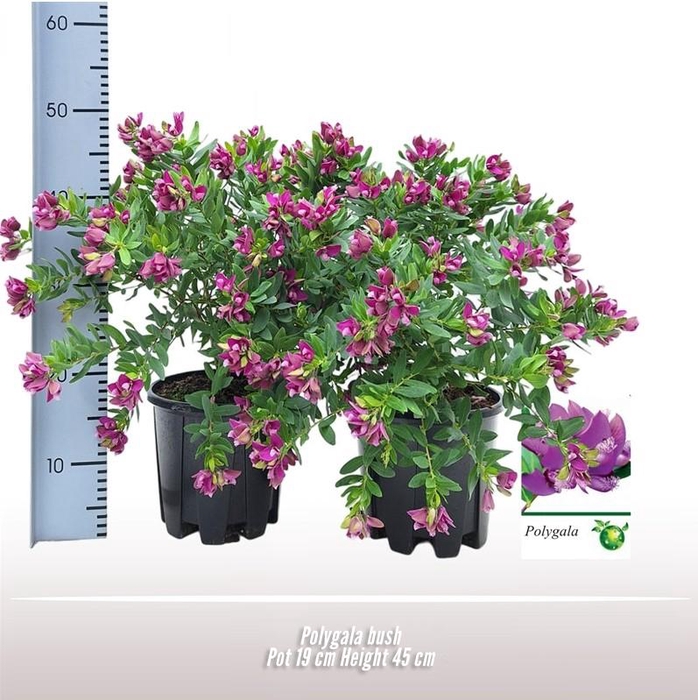 <h4>Polygala myrtifolia</h4>