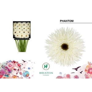 Gerbera Spider Phantom Diamond per kaart