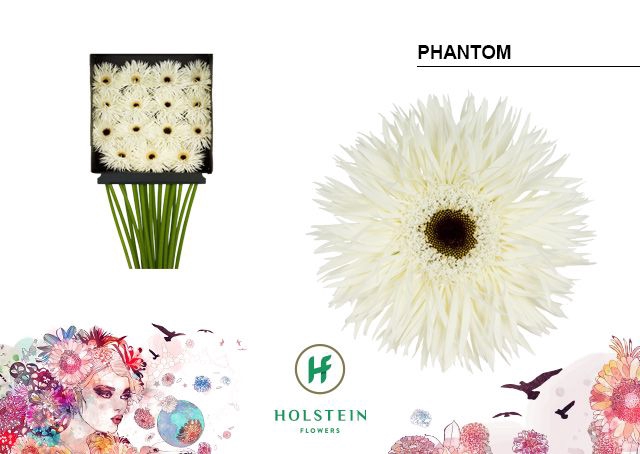 <h4>Gerbera Spider Phantom Diamond per kaart</h4>